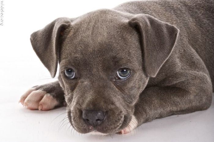 puppy